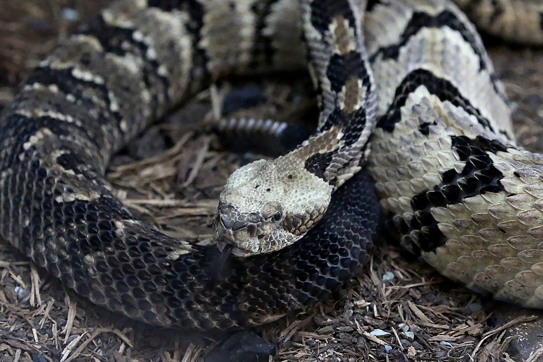 can rattlesnakes kill you