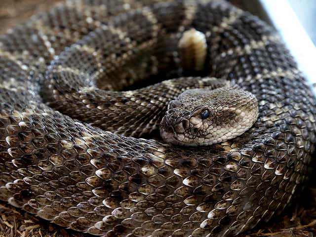 Six Snakes In Arkansas Are Venomous How To Protect Yourself And Them