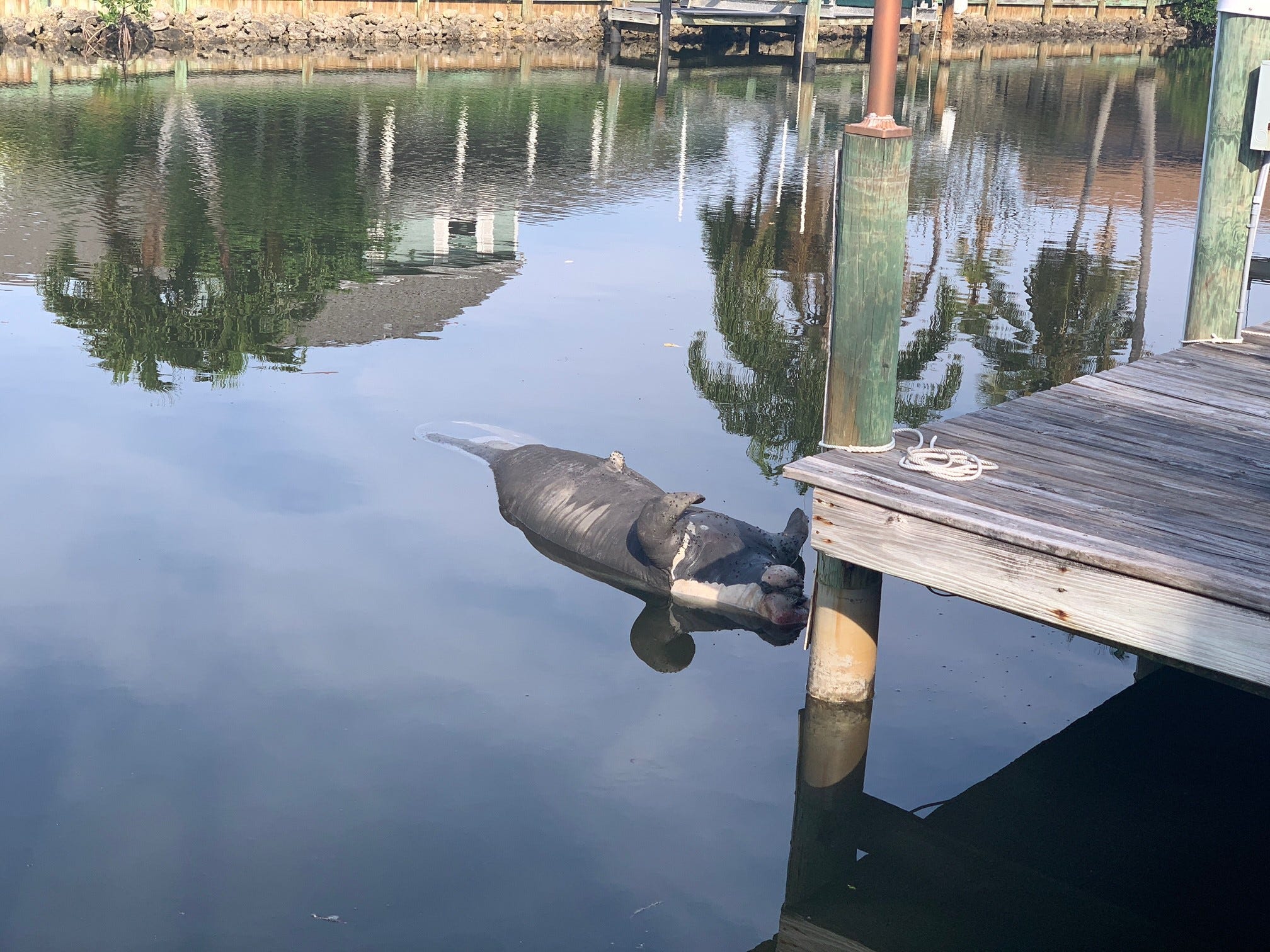 Florida manatees are dying and starving the hundreds.