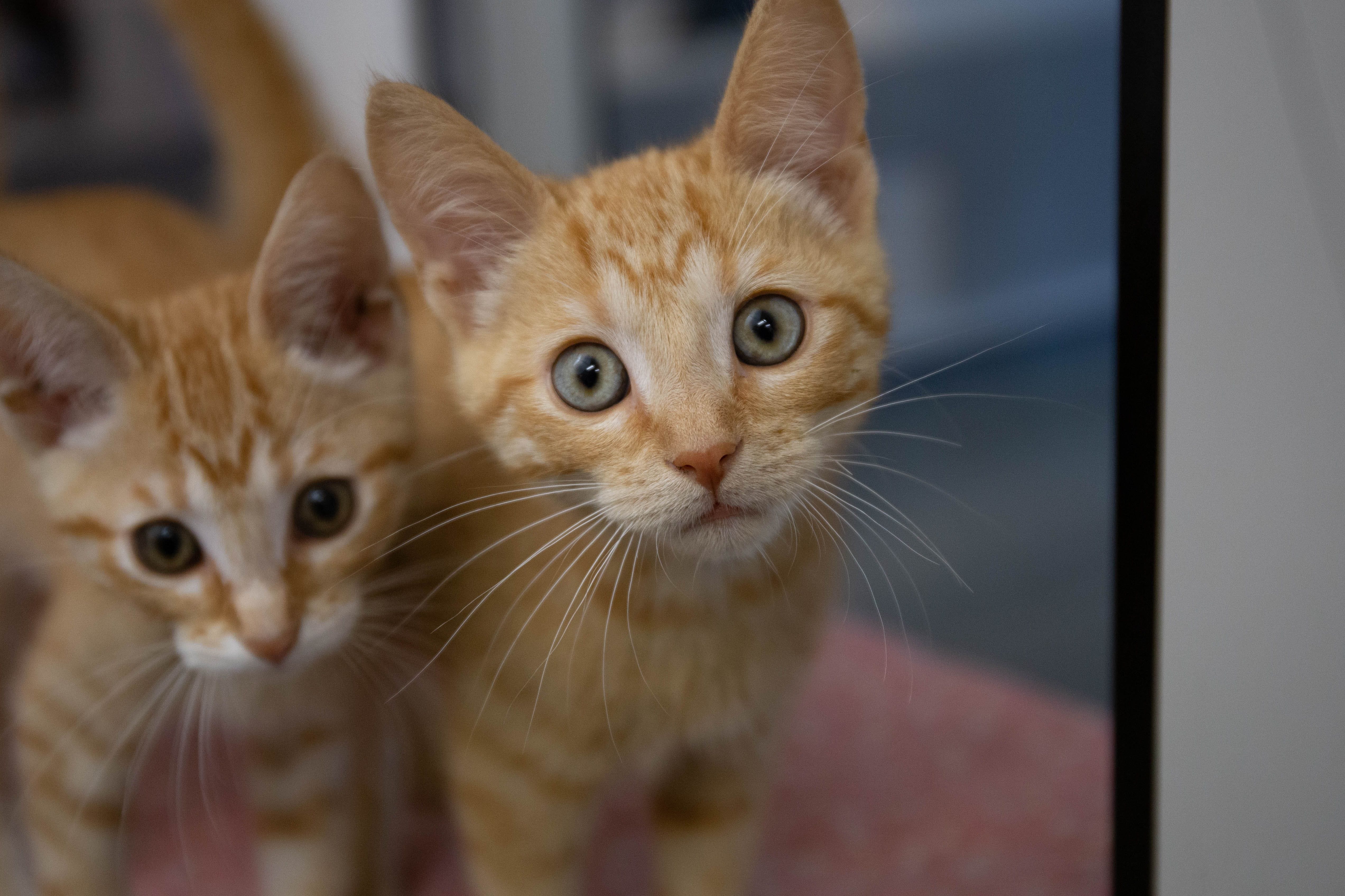 No rat poison is safe in house with pets