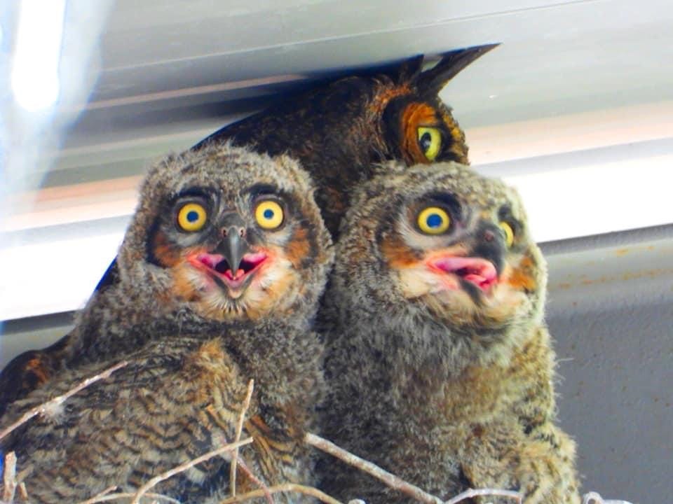 Great horned owls Ragin' and Cajun hang out in their nest with one of their parents.