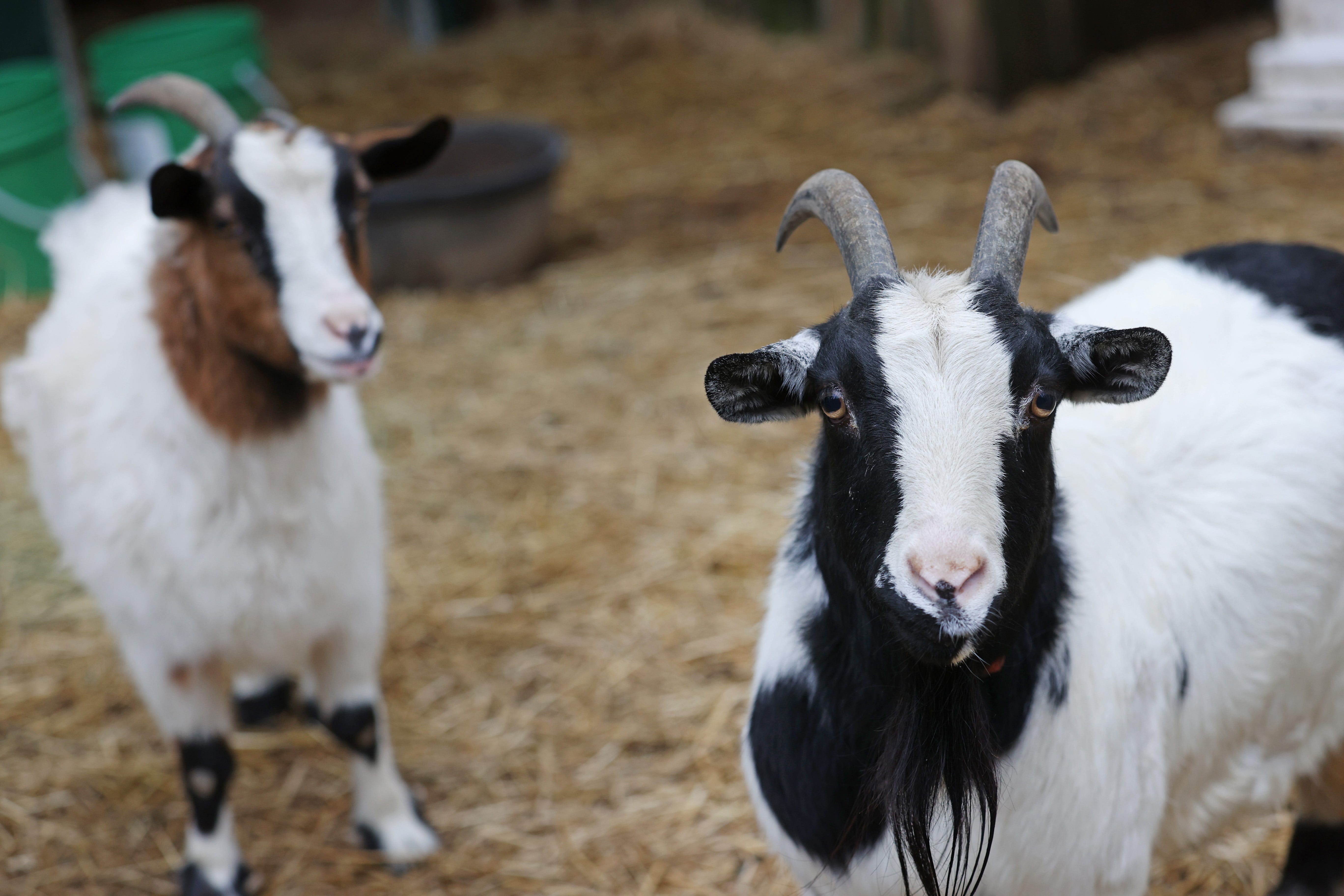 Why Silky O'Sullivan's on Beale Street has goats