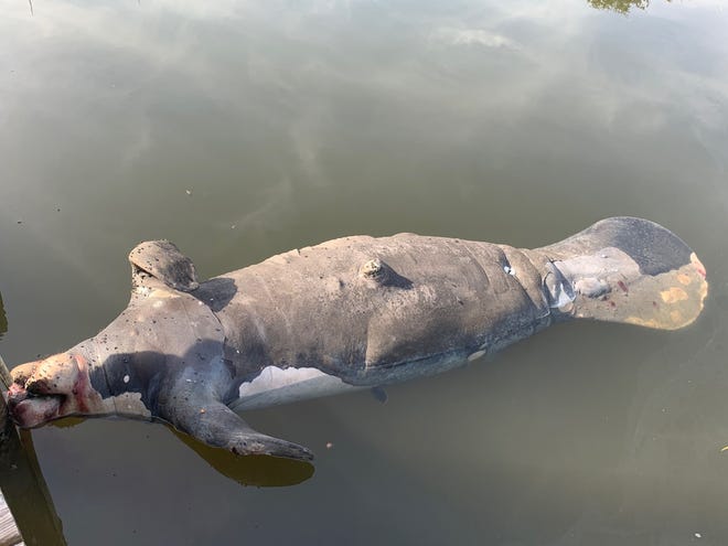 Florida manatee deaths in 2021 exceed 2020 already; seagrass loss cited