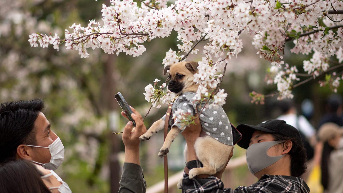 A man poses his dog in front of cherry blossoms at Inokashira Park in Tokyo on March 30, 2021.