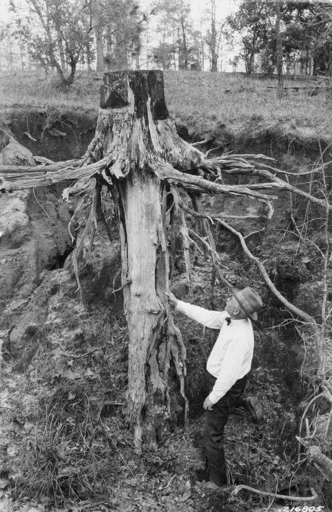 North Carolina Longleaf Pines Its History And Future