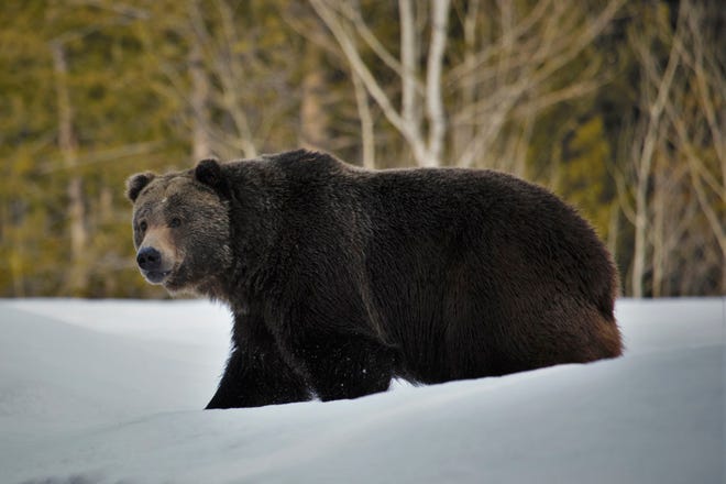 A 450-pound grizzly bear was euthanized by wildlife officials near Dupuyer on Wednesday. The adult male bear is believed to have been responsible for the killing of six calves over the past several weeks.