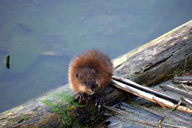 Muskrat is an aquatic rodent. The animal has been eaten locally for centuries.