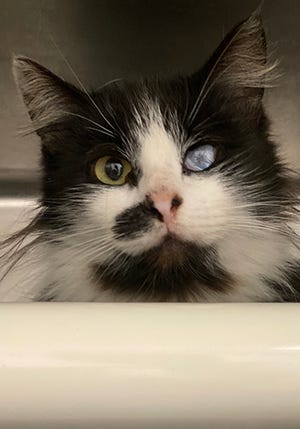 Mystic, a 2-year-old female domestic medium hair, is available for adoption at the St. Johns County Pet Center, 130 N. Stratton Road. Call 904-209-6190. Cat adoptions fees, $30 for males and $40 for females, include neutering/spaying, rabies vaccinations and shots.