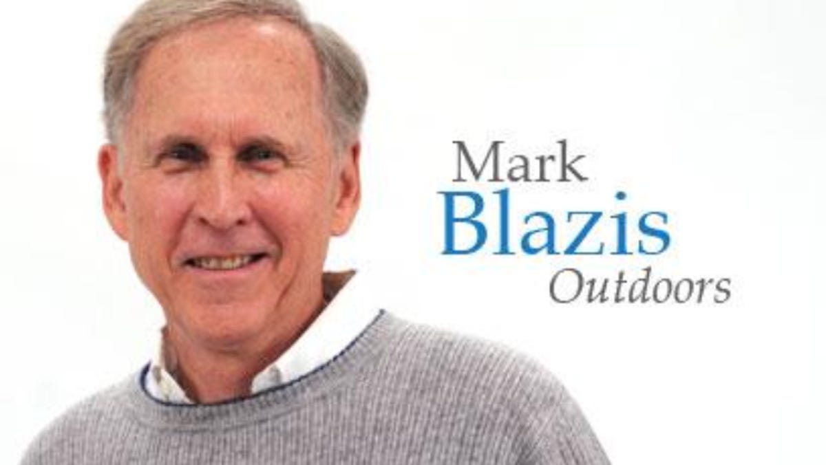 goldfinches, outdoor, songbirds, nest containers, raptors, rodents, shearwaters, fishing