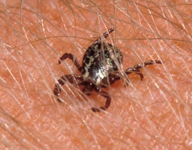 Tick season in Ohio Do's, Don'ts & other prevention and removal tips