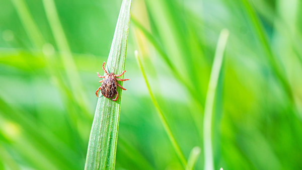 6 ways to keep ticks out of your home