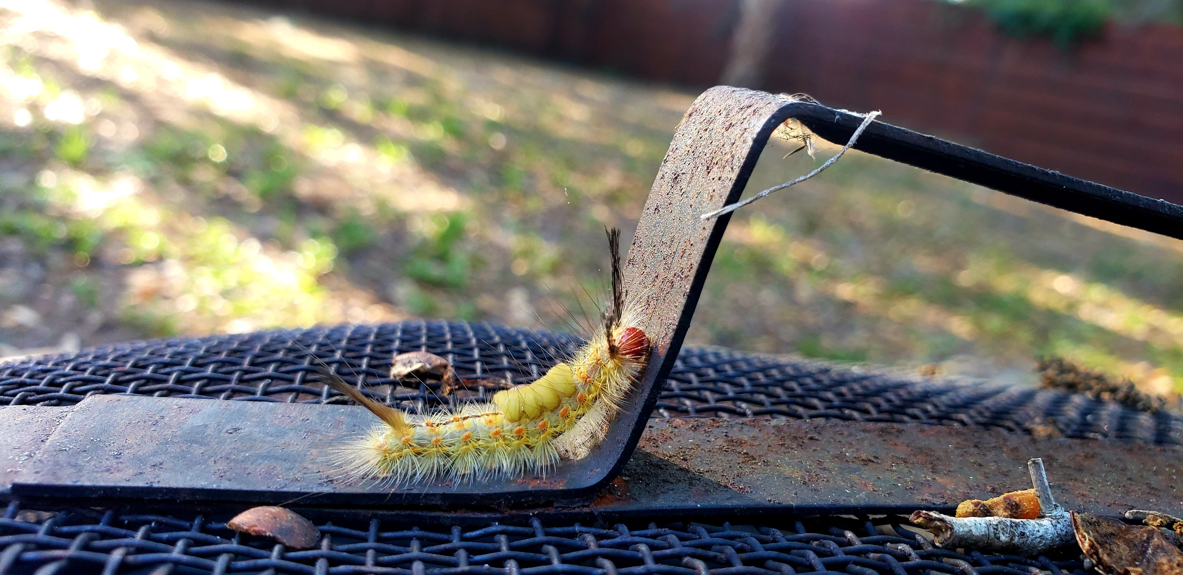 Central Florida Is Ground Zero Tussock Moth Caterpillars In April