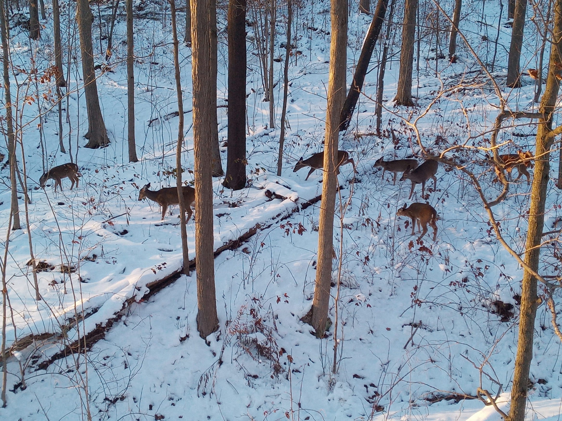 Deer feed  Dec. 20, 2020, in a Somerset County woodlot.