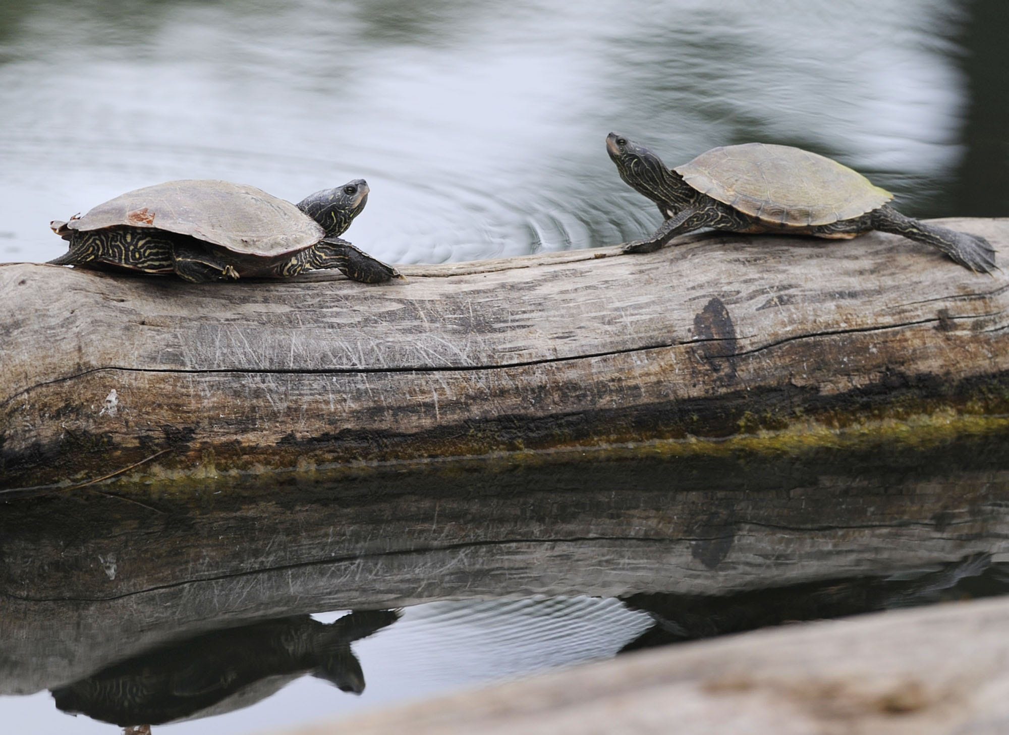 Nature Watch It's turtle egglaying season, trumpeter swan at Eaton