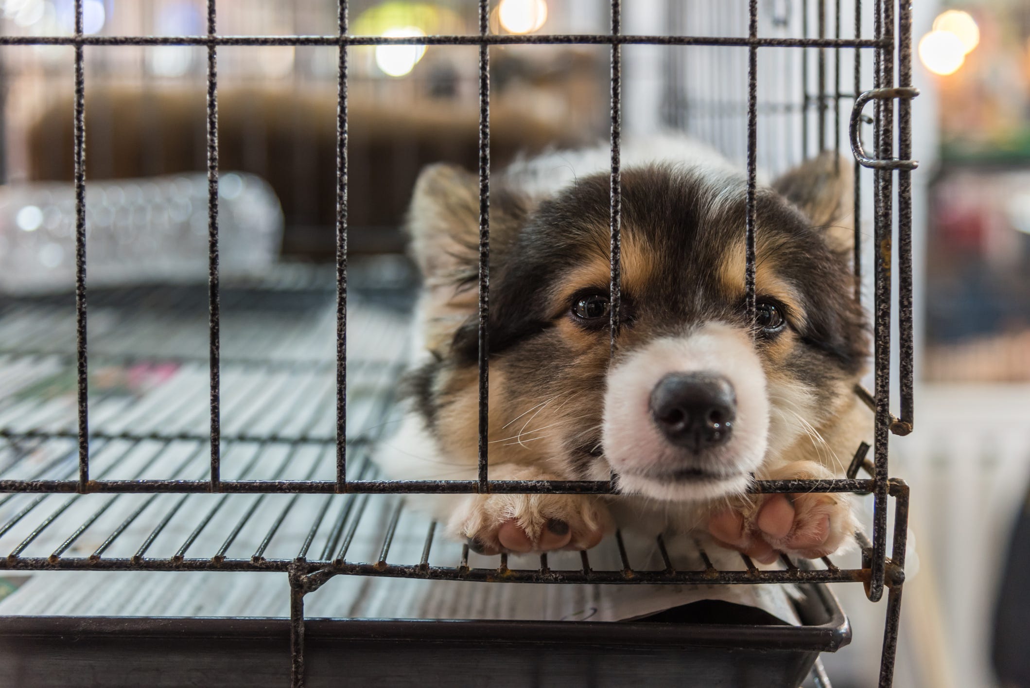 Appleton Targets Puppy Mills Bans Sale Of Dogs Cats At Pet Stores