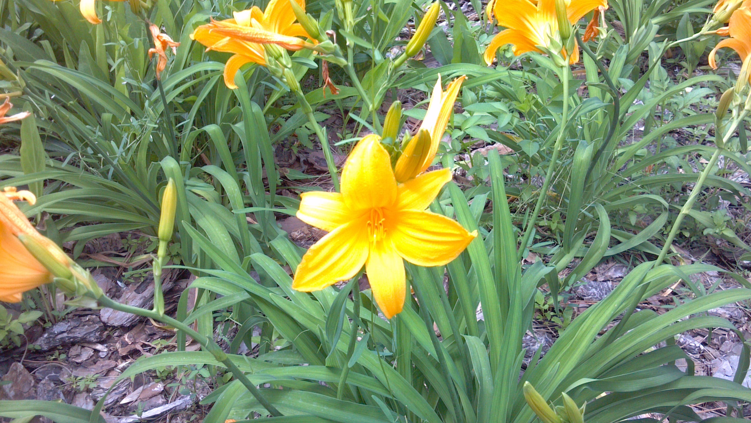 Warning These Common Plants Are Poisonous To Pets Warning These Common Plants Are Poisonous To Pets