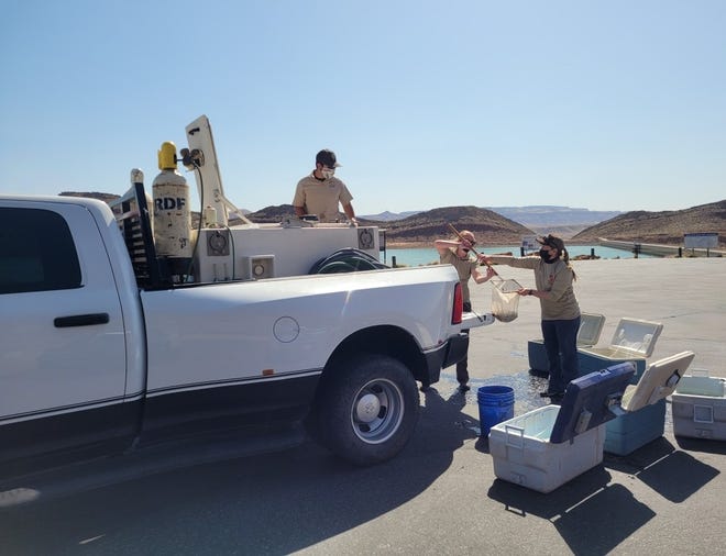 Biologists from the Utah Division of Wildlife Resources and the Southwestern Native Aquatic Resources and Recovery Center unload endangered Woundfin fish raised at the latter facility for release into the Virgin River on March 30, 2021.
