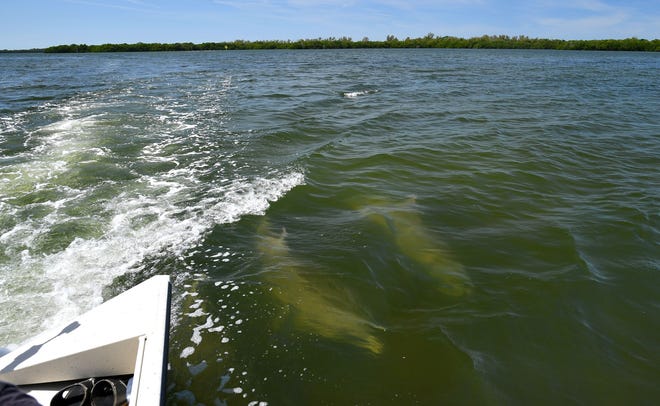 Two dolphins swim in the wake of a Tampa Bay Waterkeeper boat Wednesday during a media tour of the wastewater discharge location at Port Manatee in Florida. Millions of gallons of industrial wastewater are being pumped into Tampa Bay as the result of a leak at the Piney Point fertilizer plant processing plant. Taken March 31, 2021.