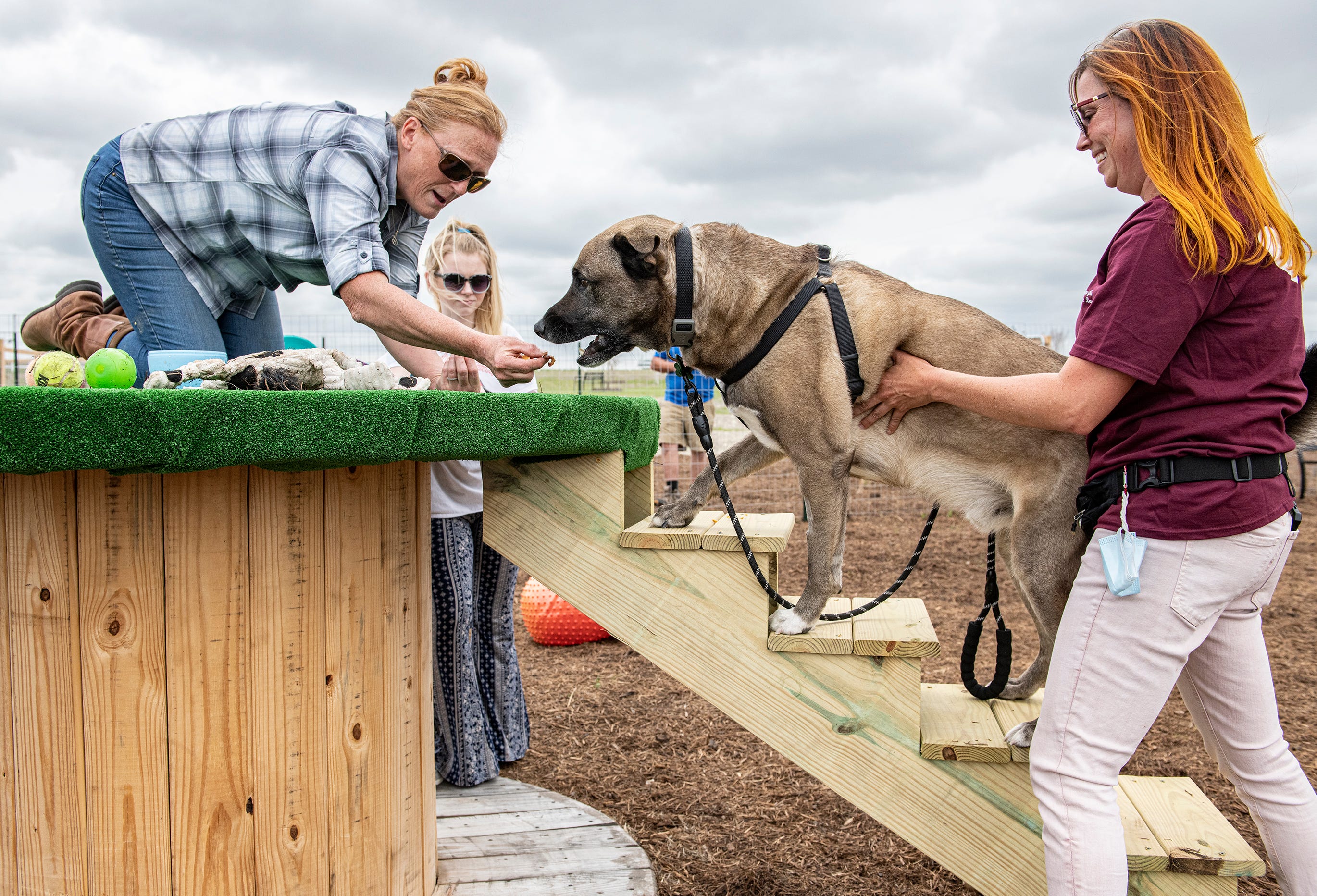 Dog sanctuary receives donation from millionaire