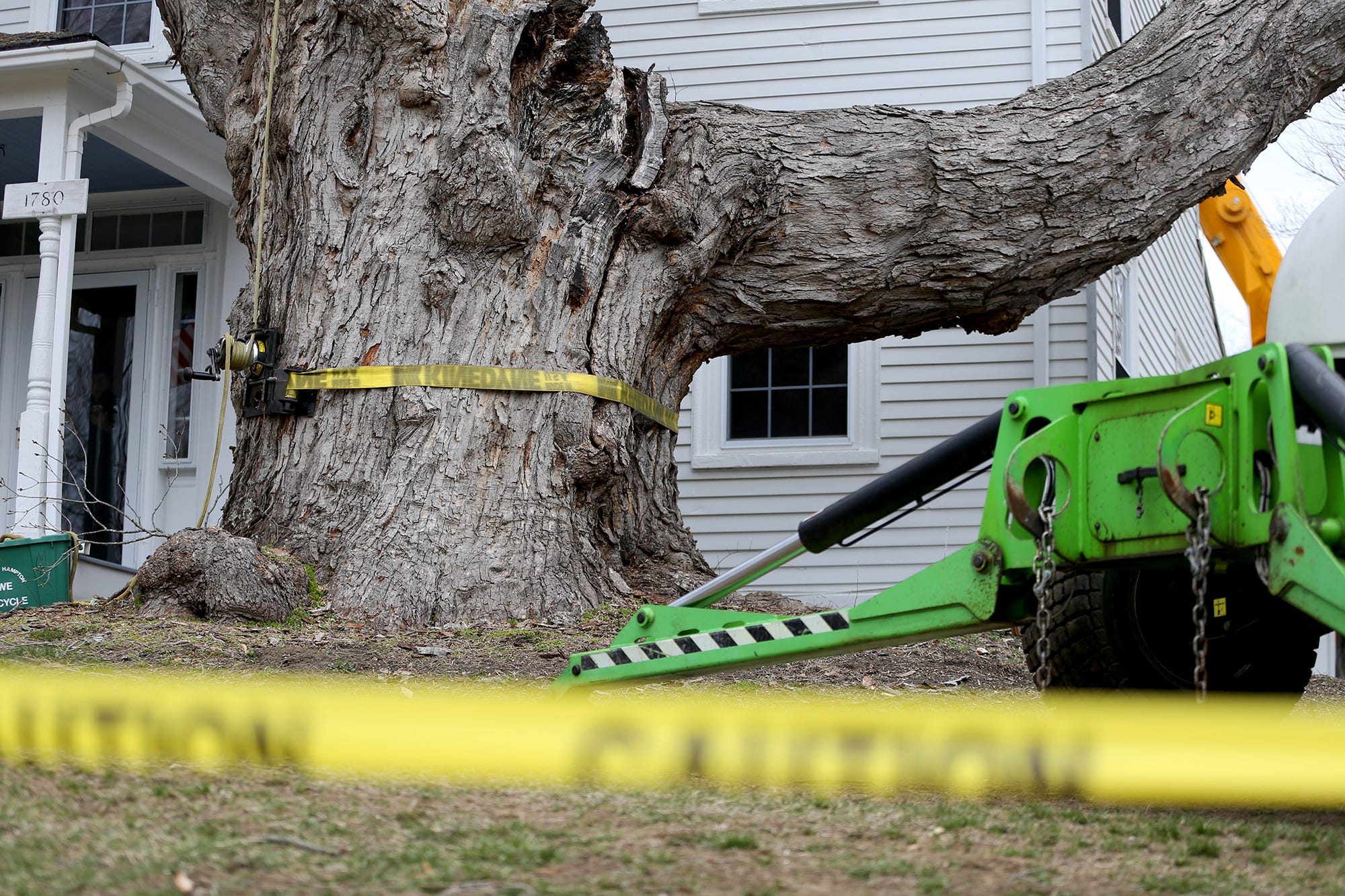 240 Year Old Nh Sugar Maple Cut Down Lives On In Memories Mementos