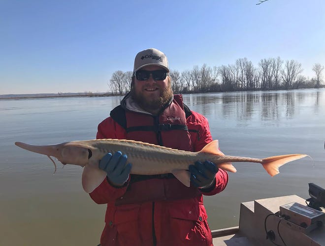 Derek Kane, pictured holding a sturgeon, is a student who is working on his master's degree in natural resource science at the University of Nebraska-Lincoln. Kane is a previous recipient of a Shimano Varsity program scholarship. "My passion for fishing directly impacts the work I’m completing for my master’s degree, which focuses on modeling fishing pressure on Nebraska lakes with the goal of connecting the dots between angler activities and the health of fish populations," Kane said.