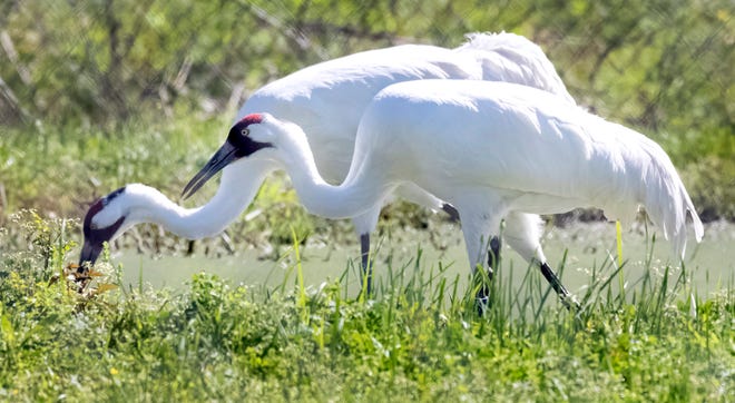 Geležies gervės Audubon rūšių išgyvenimo centre 2019 m. kovo 19 d.