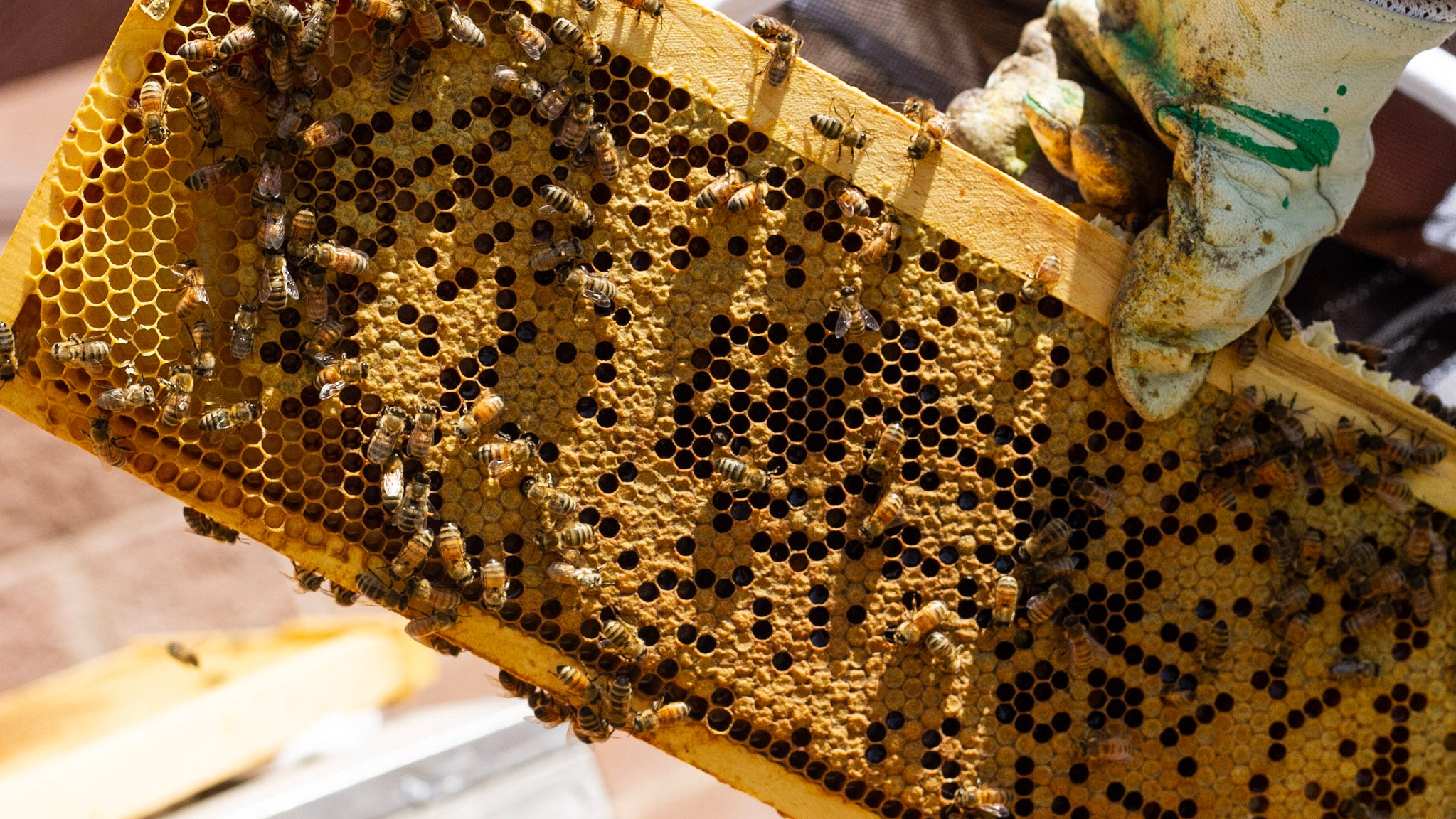 Beekeepers seek to inform Pueblo residents about bee swarming