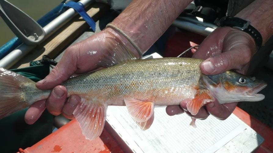 Federal judge orders rare New Mexico fish could be listed as endangered