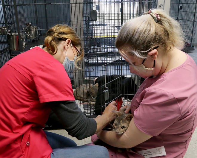 River Valley animal advocates push for spay, neuter law