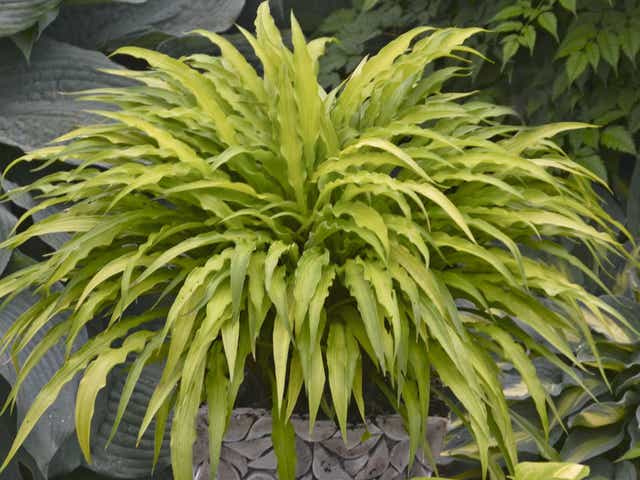 5 Things To Know About Hostas Those Popular Garden Plants
