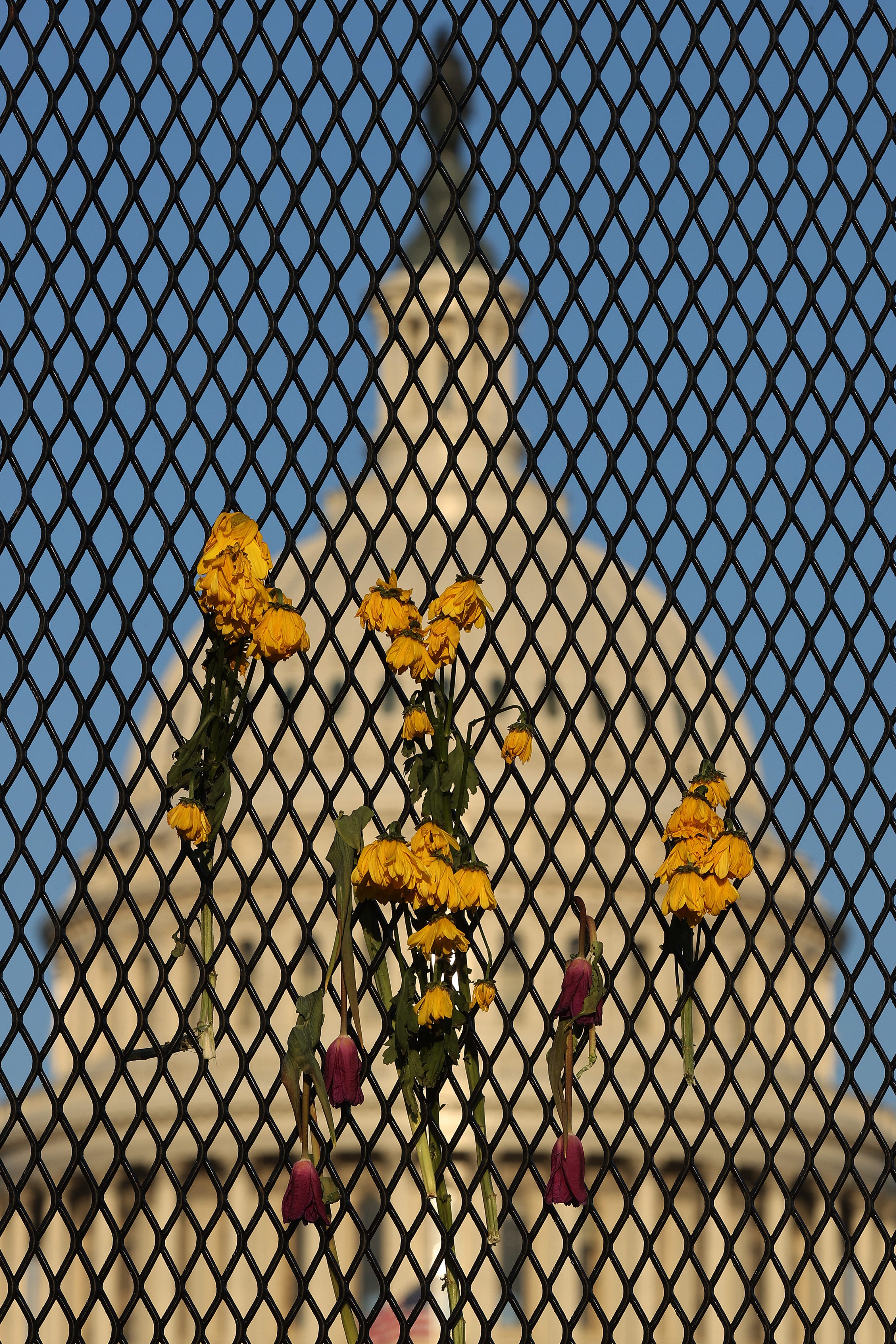 Flowers are woven into the eight-foot-tall steel security fence that continues to encircle the U.S. Capitol on April 05, 2021, in Washington, D.C. U.S. Capitol Police Officer William "Billy" Evans was killed when he and another officer were struck by a vehicle at the security perimeter on April 2.