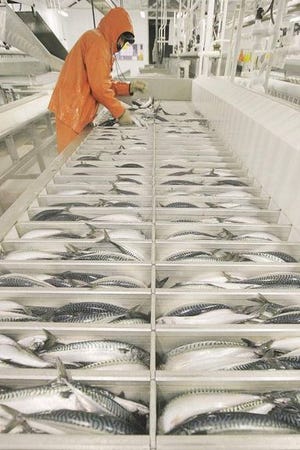 File photo: Norpel in New Bedford starts full processing of mackerel as the season gets into full swing.
