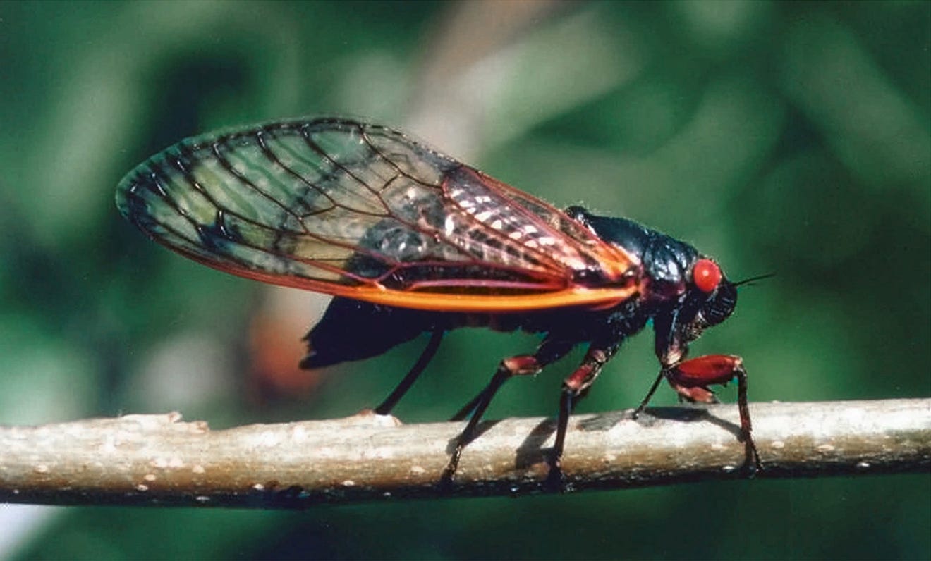 2025 Cicadas Tennessee Darda Jasmina