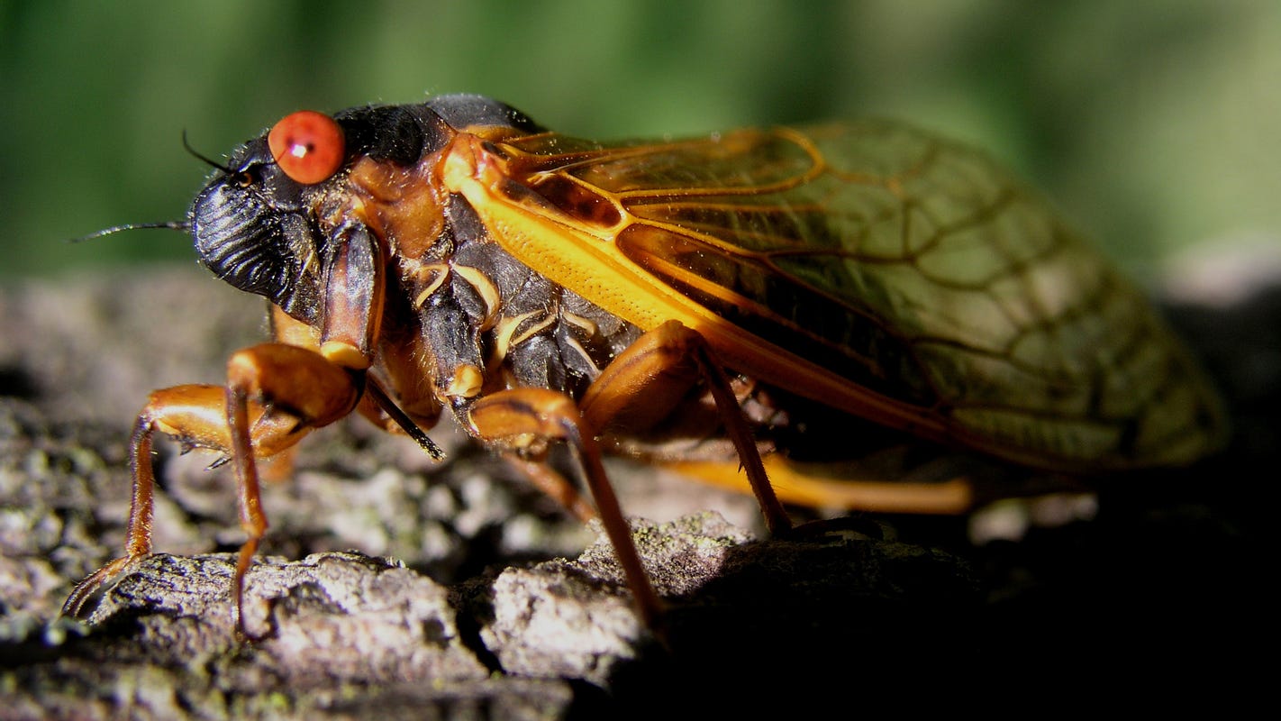 10 hot spots to see cicadas around Indiana