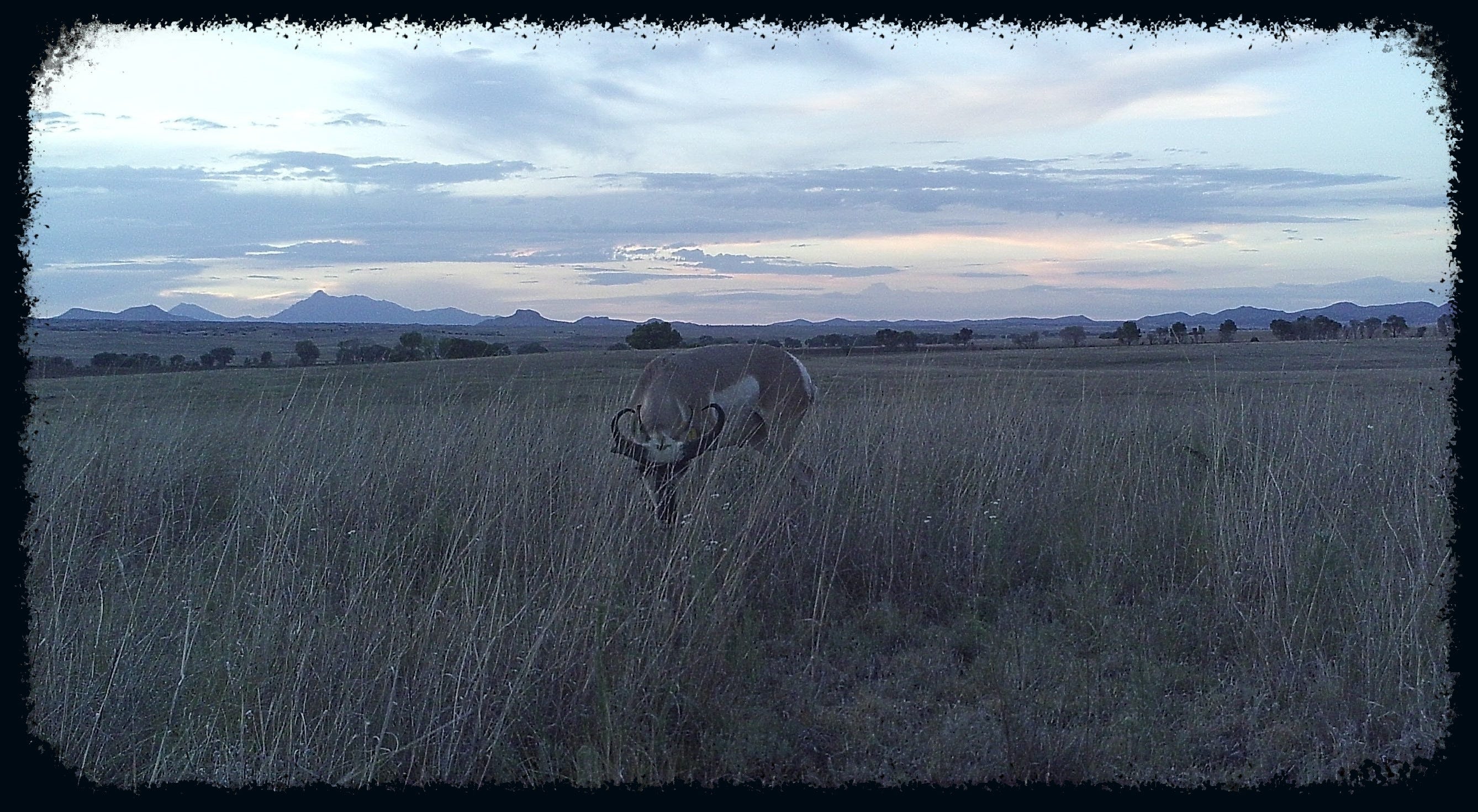 A male pronghorn grazes at sunset