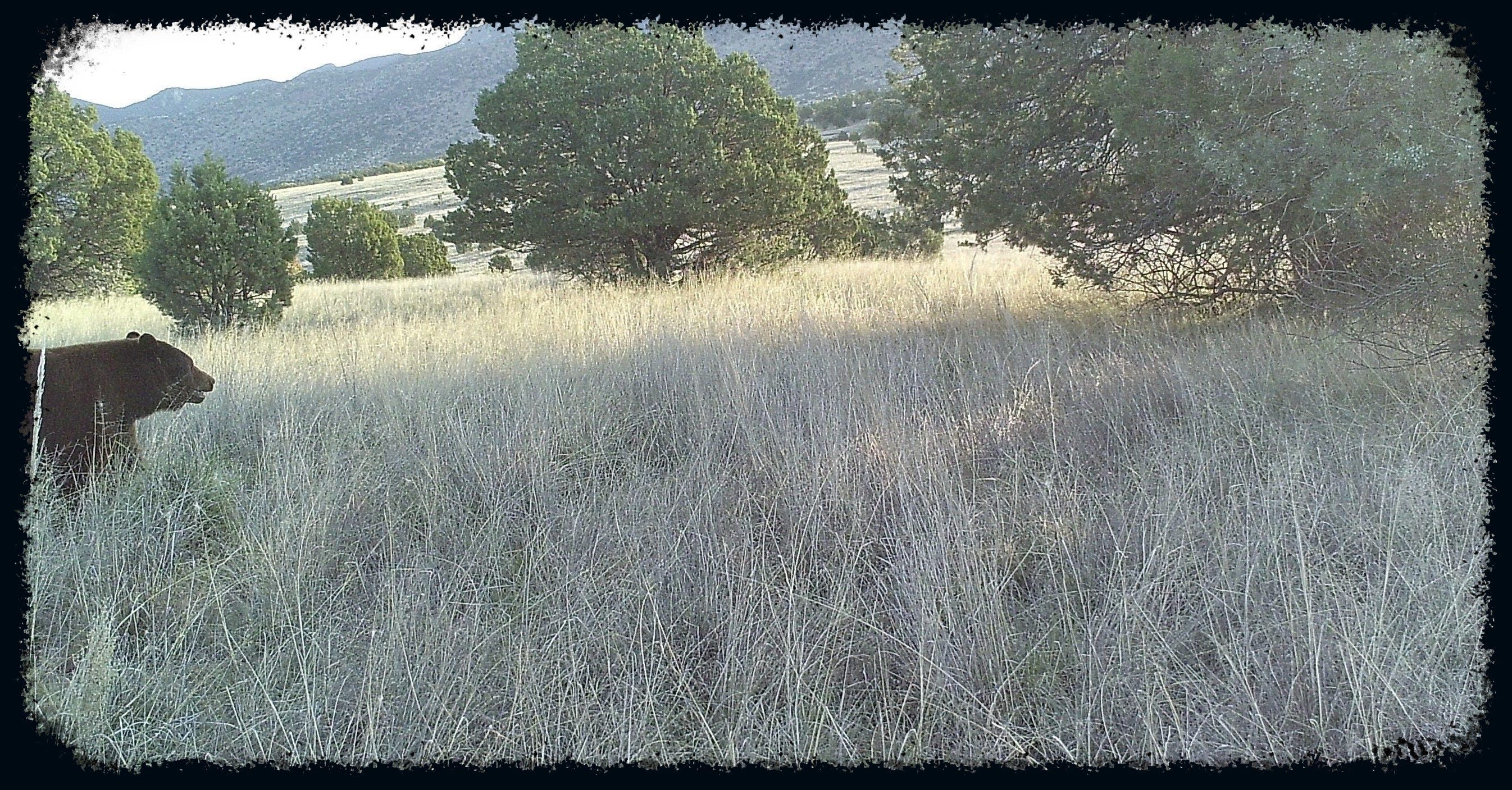 A large black bear comes into frame early one morning in the foothills of the Huachuca Mountains.