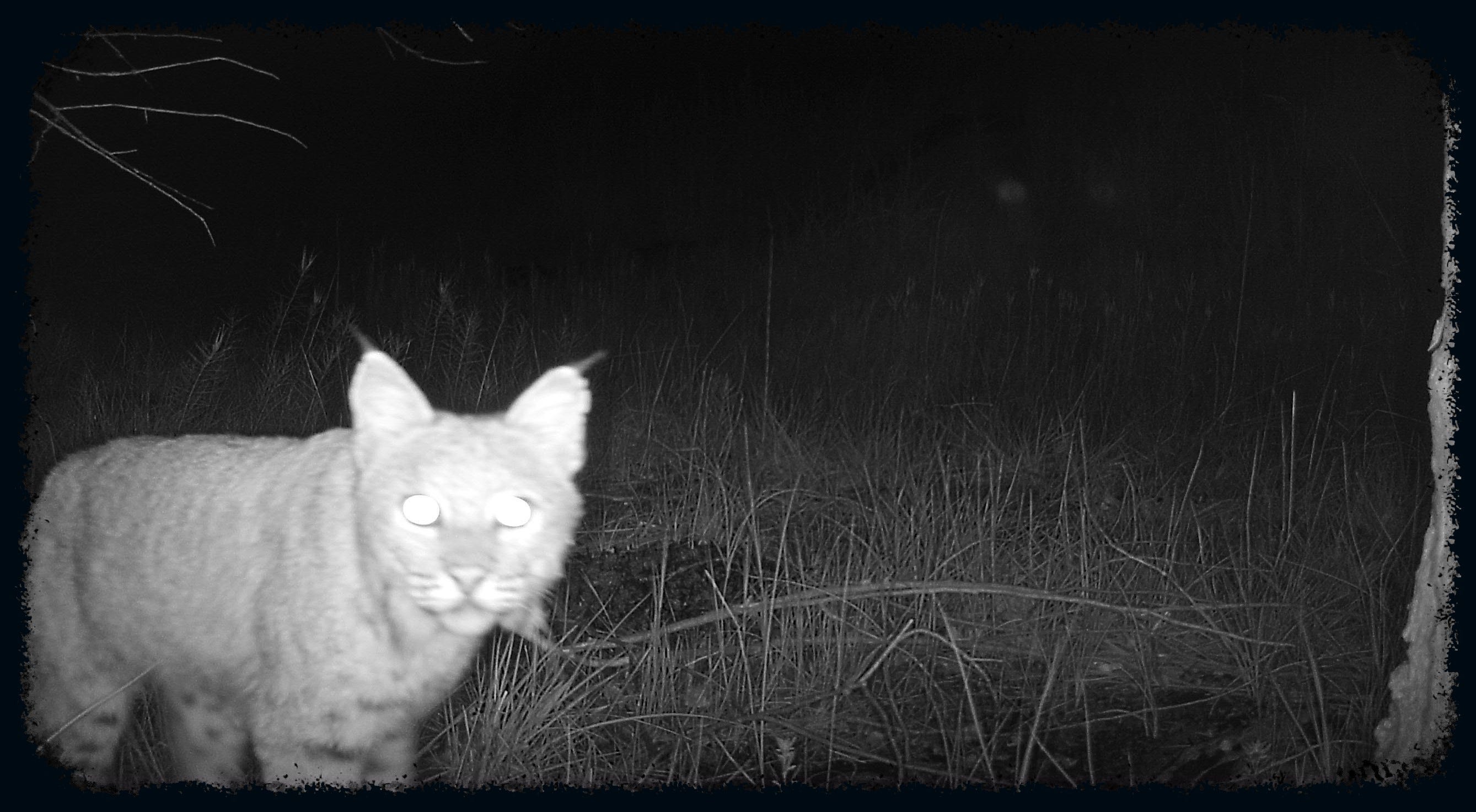 An adult bobcat stops and observes the camera in the San Rafael Valley along the Arizona-Mexico border.