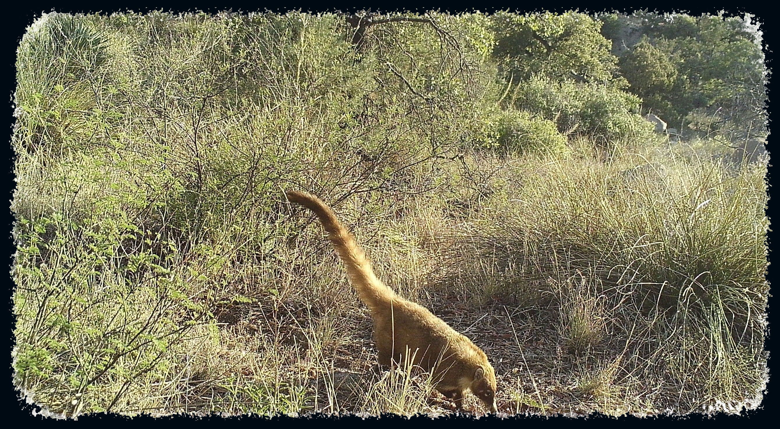 A white-nosed coati, with its distinctive tail, moves through the Patagonia Mountains.