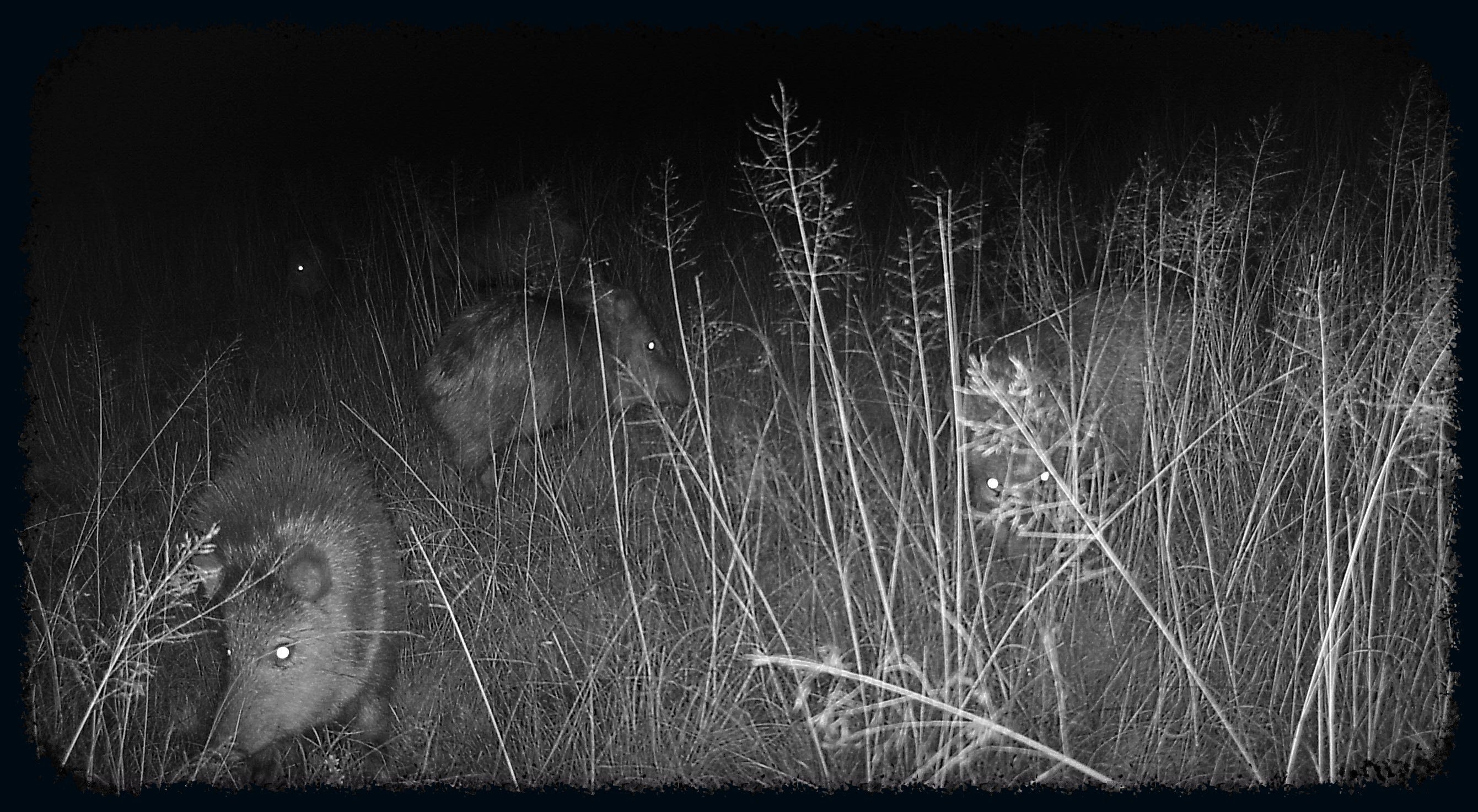 A group of five javelinas forage in the tall grasslands of the San Rafael Valley near the Arizona-Mexico border.