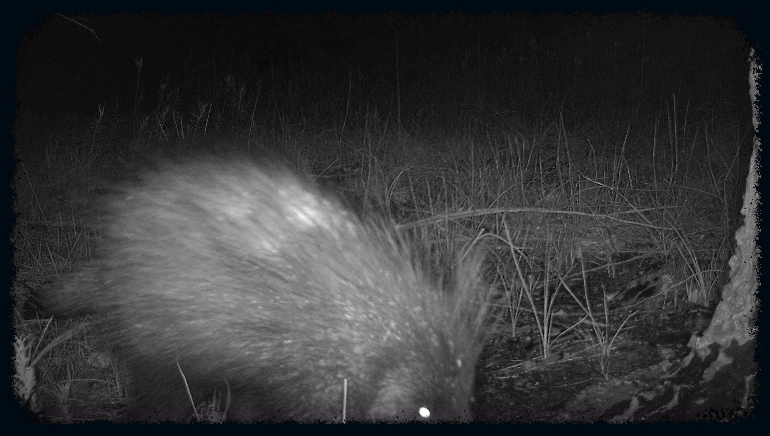 A North American porcupine scampers into view near the Arizona-Mexico border.