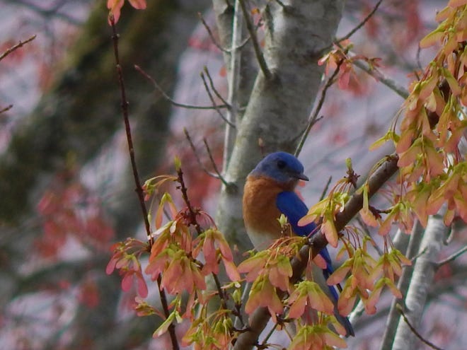 Beginning this spring, North Carolina will embark on its first Bird Atlas, a five-year state-wide community science project that relies on volunteers to map the distribution and abundance of birds from the Blue Ridge Mountains to the Outer Banks. A bluebird is shown in this photo.
