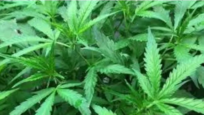 Some Natick residents want a 300-foot buffer zone between every home in town and the closest marijuana retail store.