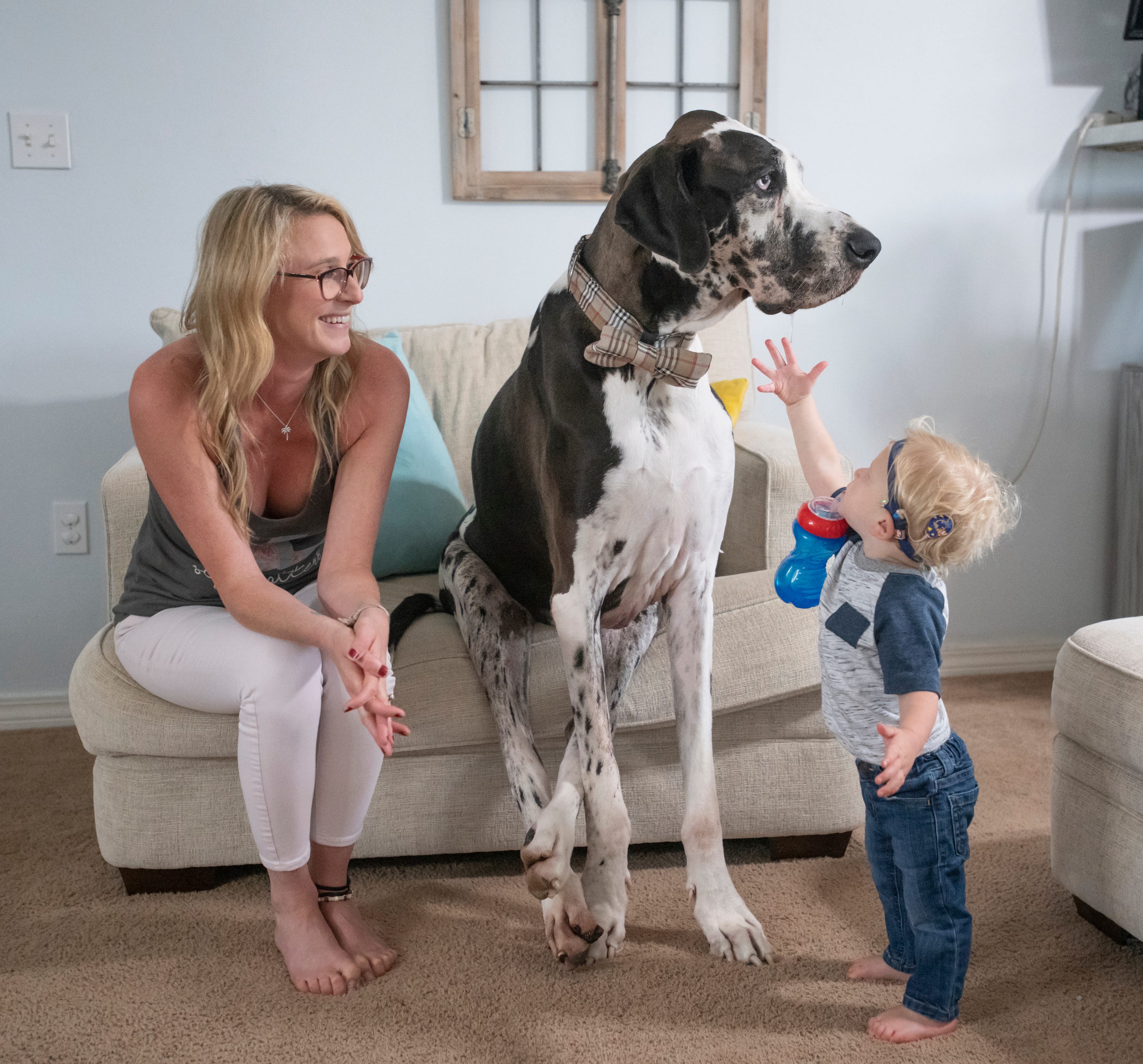 World's tallest dog Guinness World Records honors Zeus the Great Dane