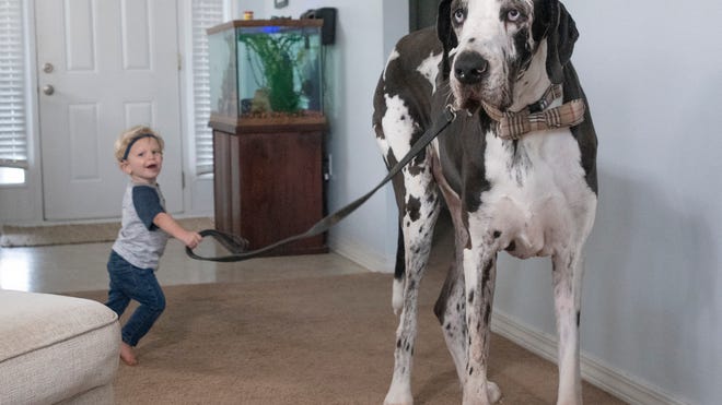 Florida Great Dane Named Atlas Might Be World S Tallest Living Dog