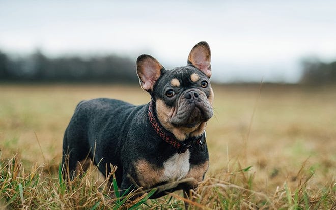French bulldogs are a pricey breed, as are terriers and poodles. Adopt-a-pet.com recently warned pet seekers that dogs are being stolen to meet the demand during the pandemic.
