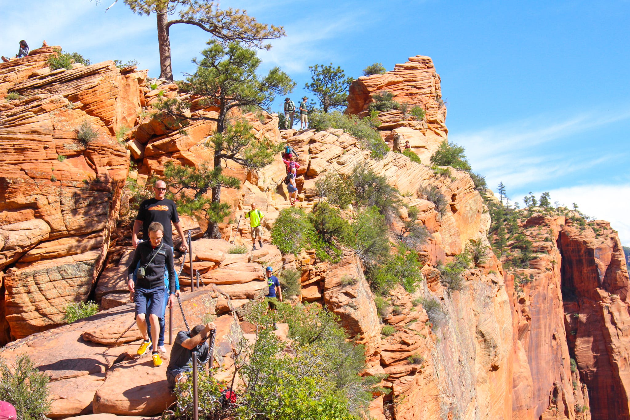 are dogs allowed in angels park zion national park