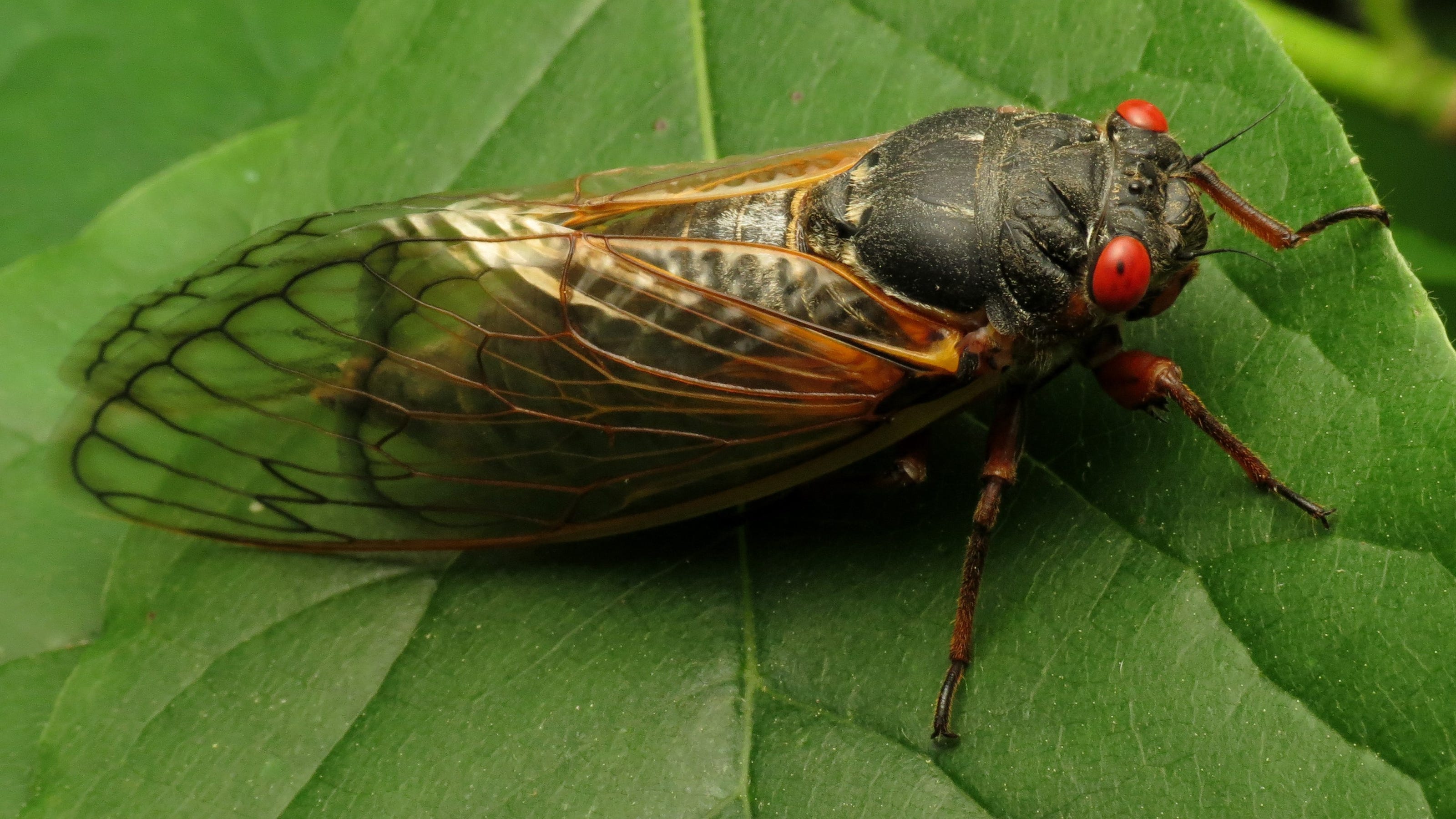Cicadas myths debunked: You can eat them, and they don't bite