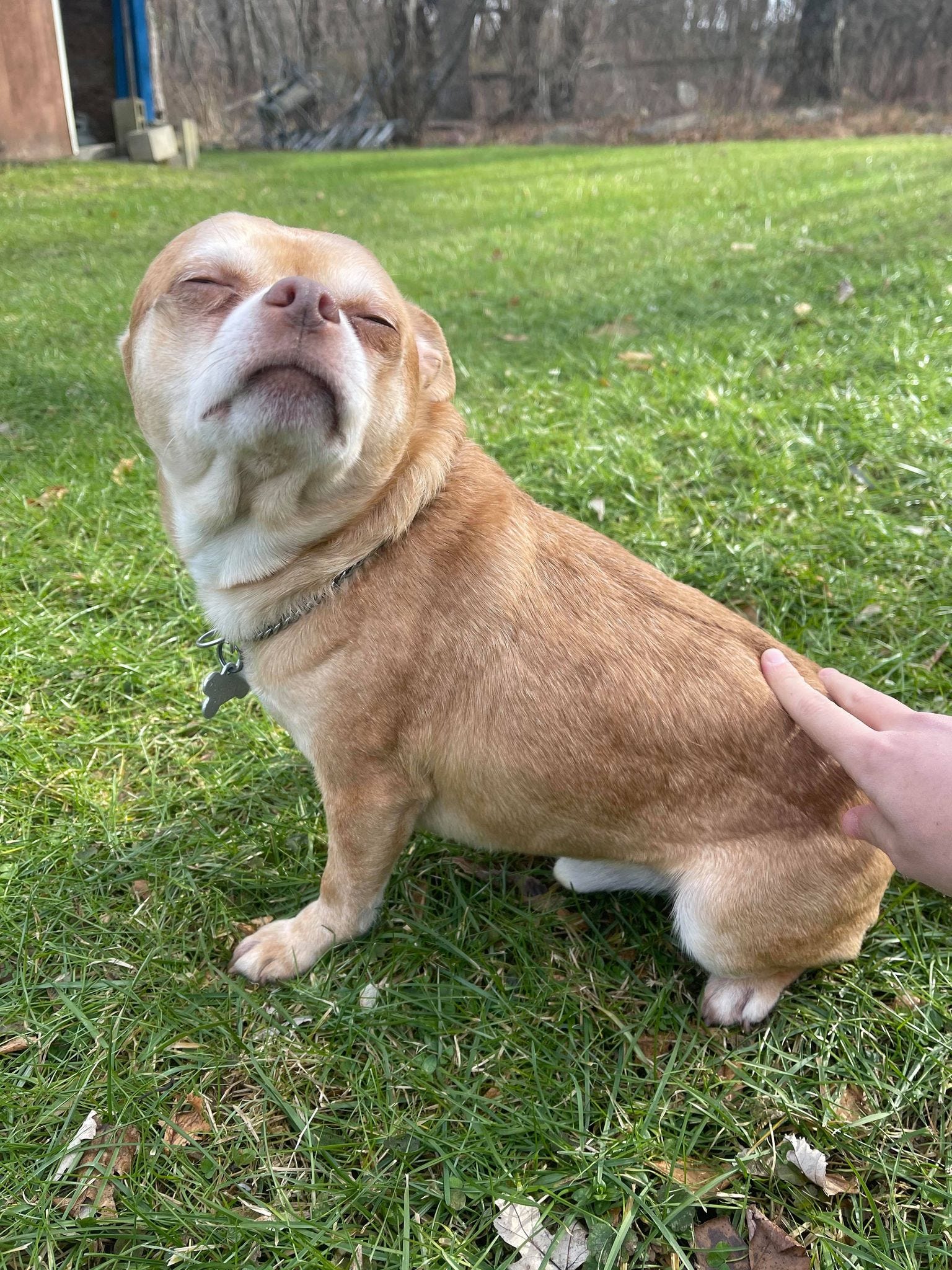 Chihuahua hates men and children goes viral on Facebook. Meet Prancer.