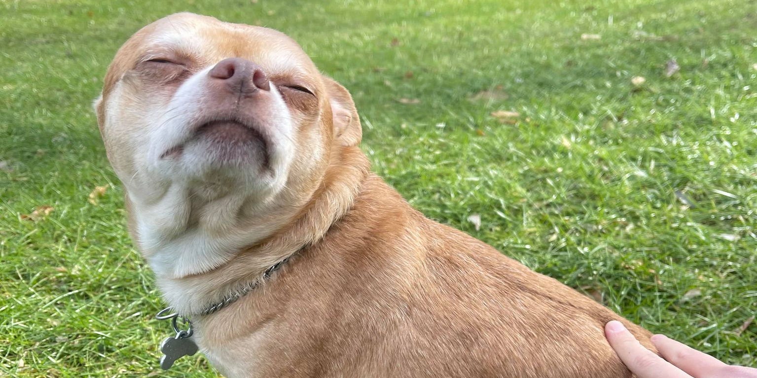 Chihuahua Hates Men And Children Goes Viral On Facebook Meet Prancer Chihuahua Hates Men And Children Goes Viral On Facebook Meet Prancer