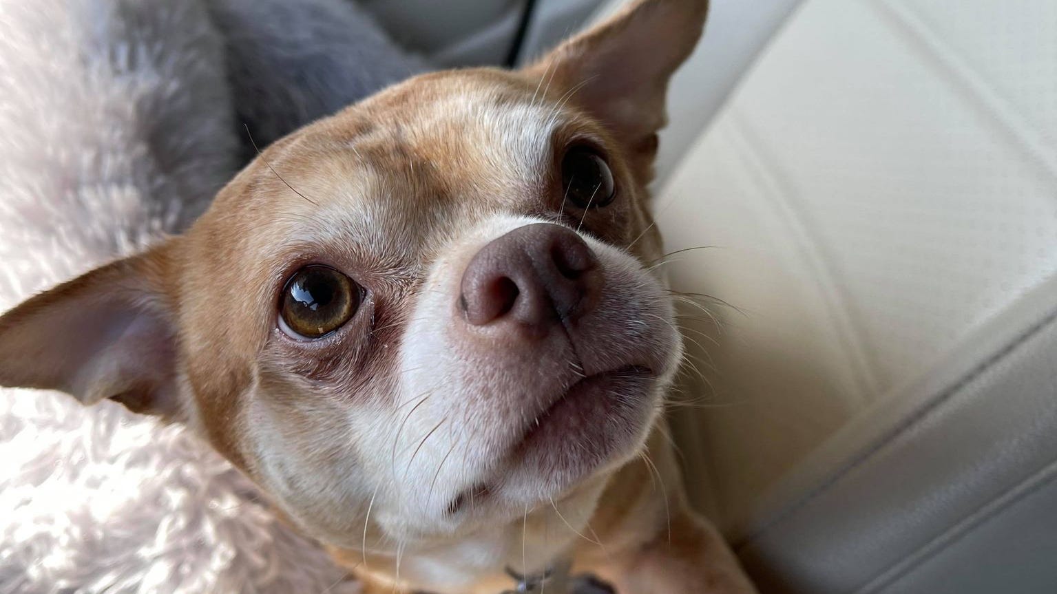 Chihuahua Made Famous From Brutally Honest Facebook Post Adopted Chihuahua Made Famous From Brutally Honest Facebook Post Adopted